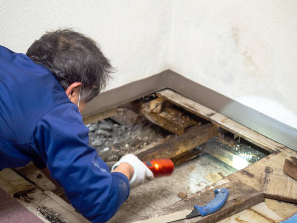 Best Certified Mold Removal  in Port Wentworth, GA