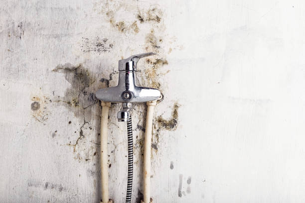 Best Office Mold Removal Services  in Port Wentworth, GA