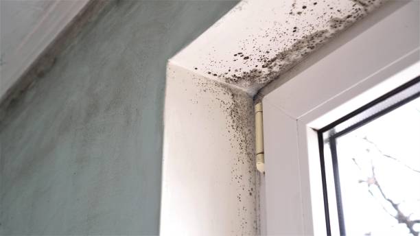 Best Mold Testing  in Port Wentworth, GA