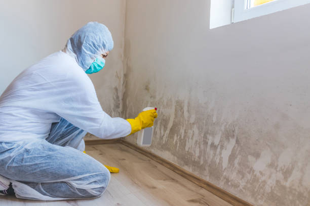 Best Toxic Mold Removal  in Port Wentworth, GA