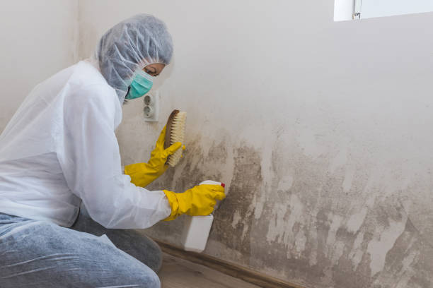 Best Certified Mold Removal  in Port Wentworth, GA