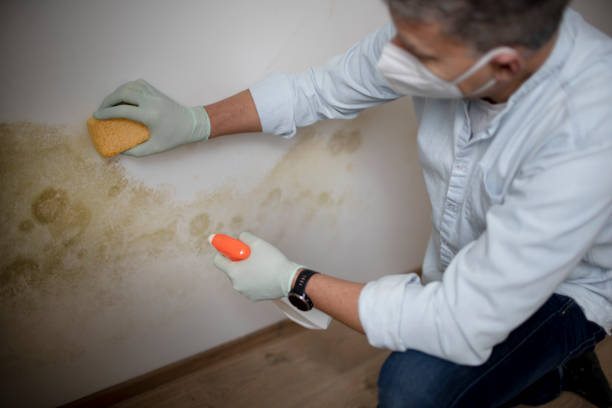 Professional Mold Removal in Port Wentworth, GA