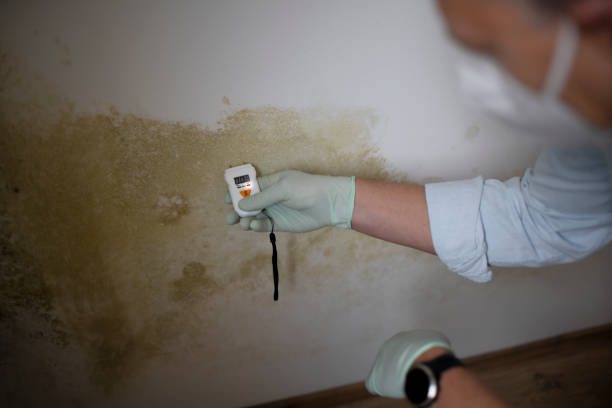 Best Professional Mold Removal  in Port Wentworth, GA