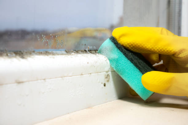 Best Commercial Mold Removal  in Port Wentworth, GA