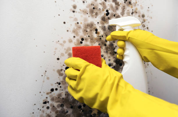 Best Mold Removal Company Near Me  in Port Wentworth, GA