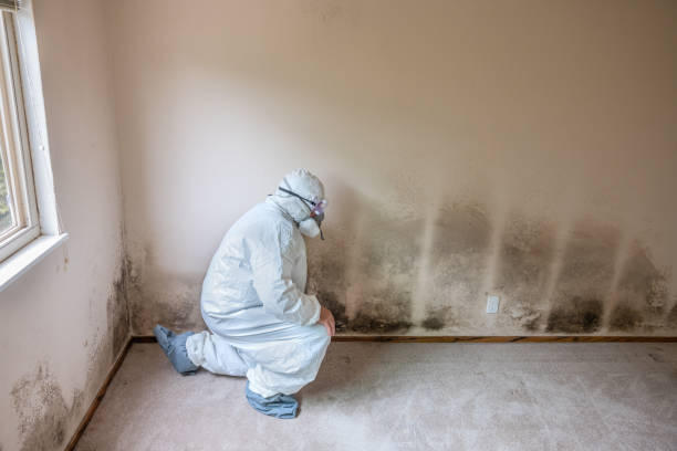 Best Crawl Space Mold Removal  in Port Wentworth, GA