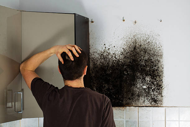Mold Removal and Inspection in Port Wentworth, GA