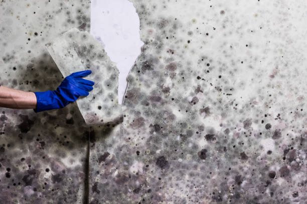 Best Mold Removal Company Near Me  in Port Wentworth, GA