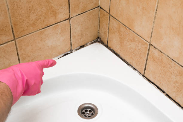 Best Same-Day Mold Removal  in Port Wentworth, GA